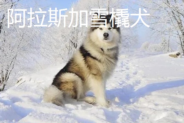 阿拉斯加雪橇犬与哈士奇的区别,眼睛和毛色均不同