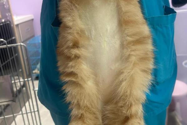 猫腹水的症状,腹围会明显增大