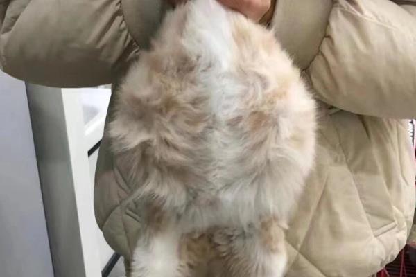猫腹水的症状,腹围会明显增大