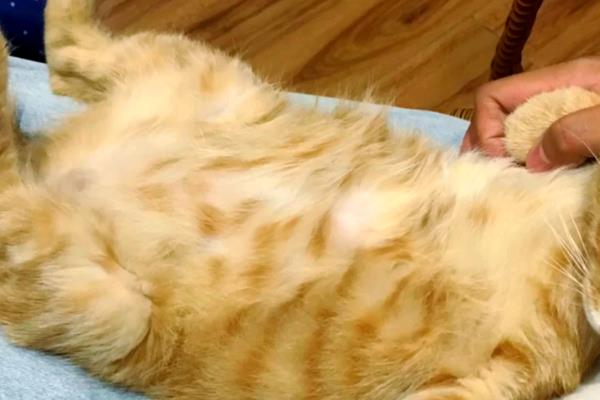 猫腹水的症状,腹围会明显增大