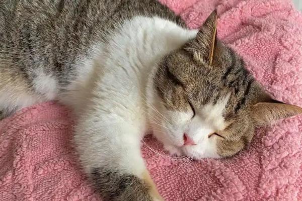 猫腹水的症状,腹围会明显增大