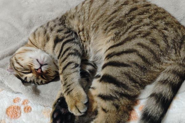 猫腹水的症状,腹围会明显增大