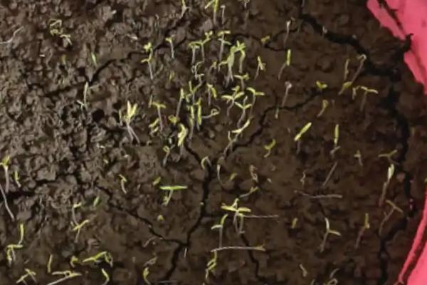 番茄种子如何种植，最好是在4-7月间进行播种