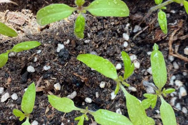 番茄种子如何种植，最好是在4-7月间进行播种