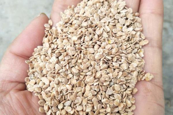 番茄种子如何种植，最好是在4-7月间进行播种