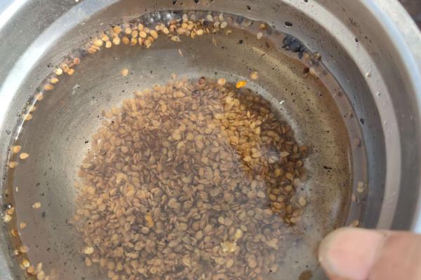 番茄种子如何种植，最好是在4-7月间进行播种