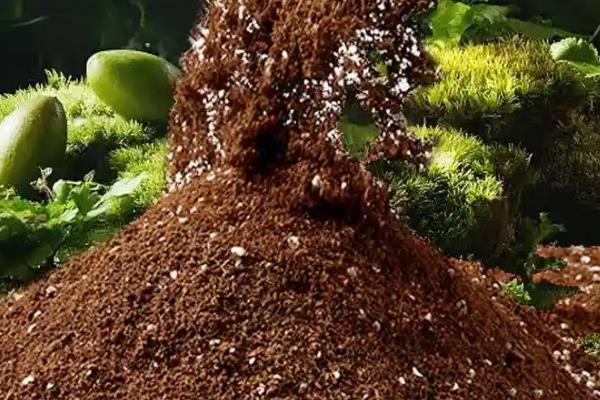 番茄种子如何种植，最好是在4-7月间进行播种