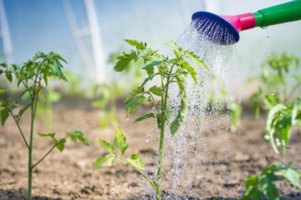 番茄种子如何种植，最好是在4-7月间进行播种