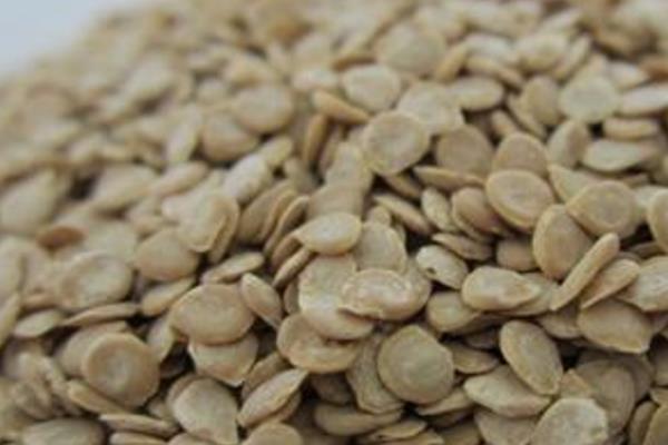 番茄种子如何种植，最好是在4-7月间进行播种