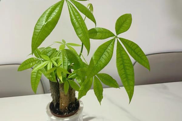 怎么养小发财树,要适当的进行浇水和施肥
