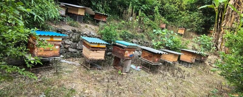 蜜蜂的养殖成本，养100箱第一年成本约75000元
