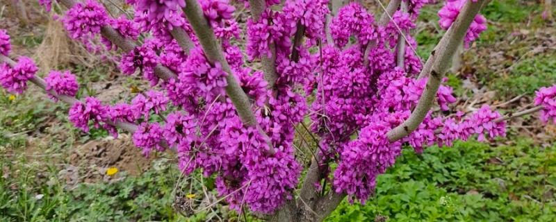 香港的市花，紫荆花是香港的区徽