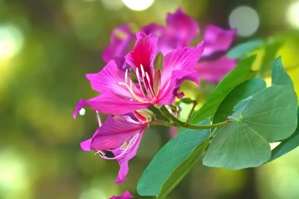 香港的市花，紫荆花是香港的区徽