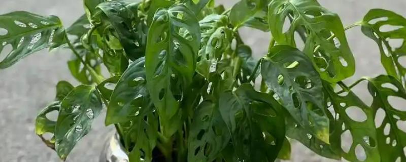 龟背竹是用深盆还是浅盆，最好使用深盆