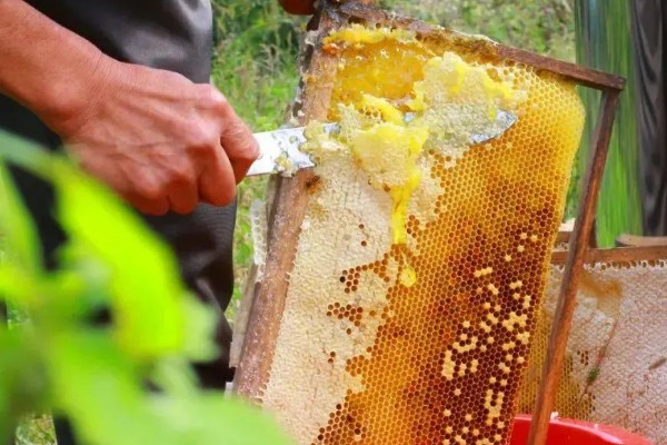 蜜蜂的养殖成本，养100箱第一年成本约75000元