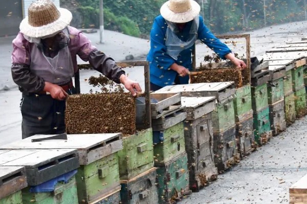 蜜蜂的养殖成本，养100箱第一年成本约75000元