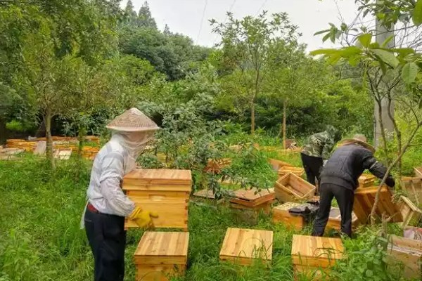 蜜蜂的养殖成本，养100箱第一年成本约75000元