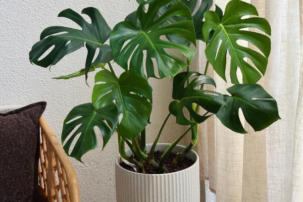 龟背竹是用深盆还是浅盆，最好使用深盆