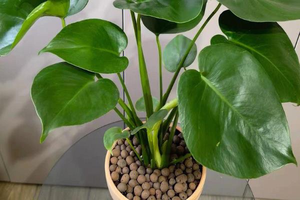 龟背竹是用深盆还是浅盆，最好使用深盆