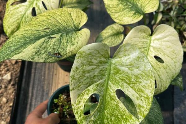 龟背竹是用深盆还是浅盆，最好使用深盆