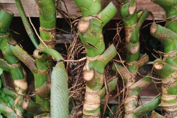 龟背竹是用深盆还是浅盆，最好使用深盆