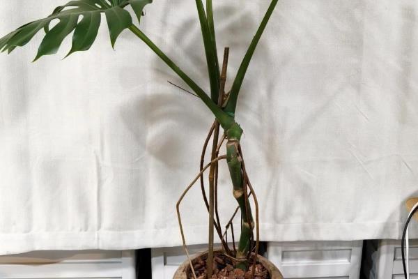 龟背竹是用深盆还是浅盆，最好使用深盆