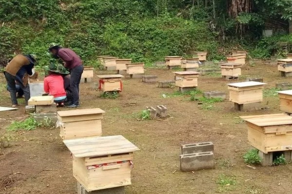 蜜蜂的养殖成本，养100箱第一年成本约75000元