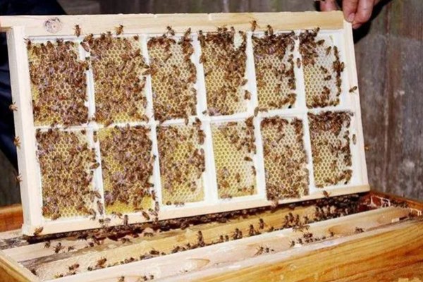蜜蜂的养殖成本，养100箱第一年成本约75000元
