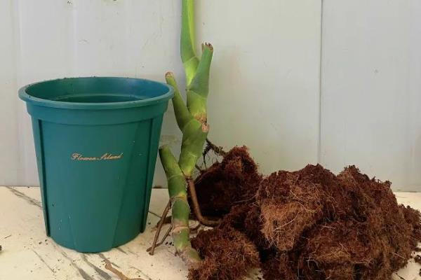 龟背竹是用深盆还是浅盆，最好使用深盆