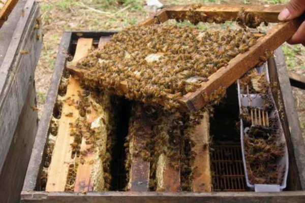蜜蜂的养殖成本，养100箱第一年成本约75000元