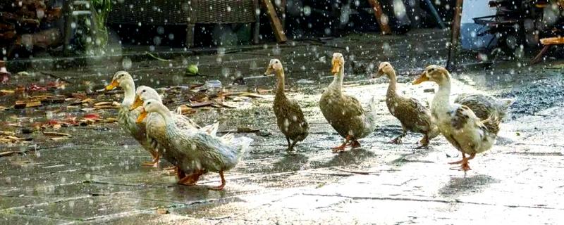 鸭子淋雨后怎么办，短时间淋雨可提高舍内温度