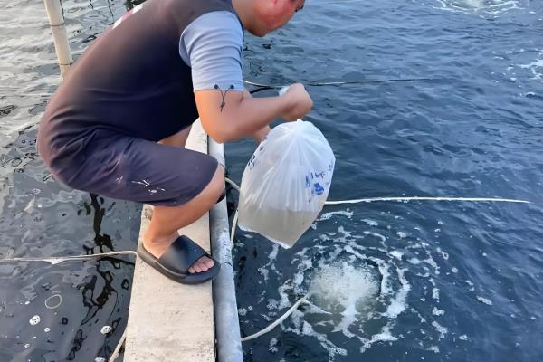 虾塘纤毛虫如何根治，可以把药物拌入饲料中