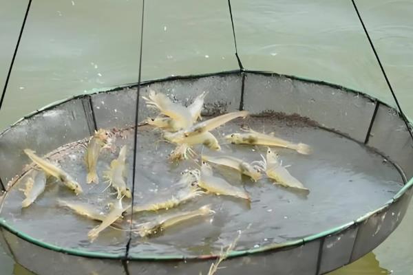 虾塘纤毛虫如何根治，可以把药物拌入饲料中