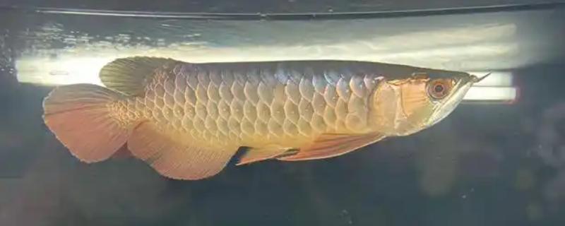 养的鱼鱼鳞片脱落身上溃烂怎么办，需要先给它适当换水