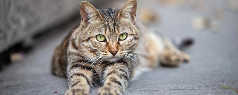 猫咪的智商，相当于人类2-3岁