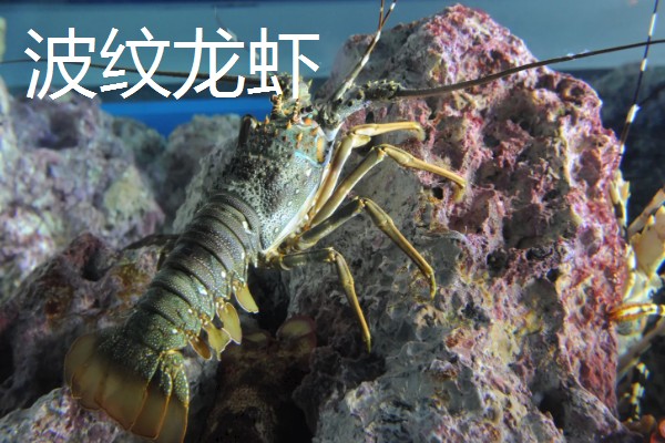 锦绣龙虾简介,在龙虾品种中属中体型最大者