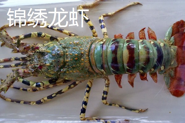 锦绣龙虾简介,在龙虾品种中属中体型最大者