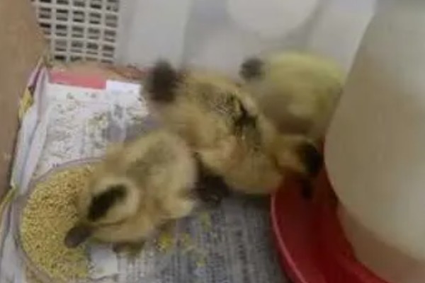 鸭子淋雨后怎么办,短时间淋雨可提高舍内温度