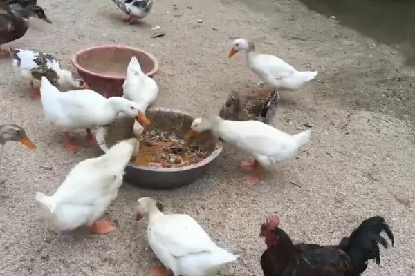 鸭子淋雨后怎么办,短时间淋雨可提高舍内温度