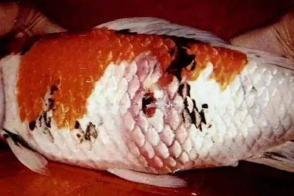 养的鱼鱼鳞片脱落身上溃烂怎么办，需要先给它适当换水