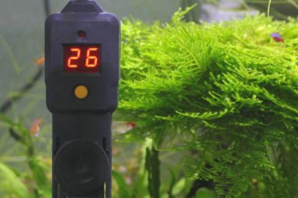 养的鱼鱼鳞片脱落身上溃烂怎么办，需要先给它适当换水