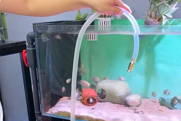 养的鱼鱼鳞片脱落身上溃烂怎么办，需要先给它适当换水