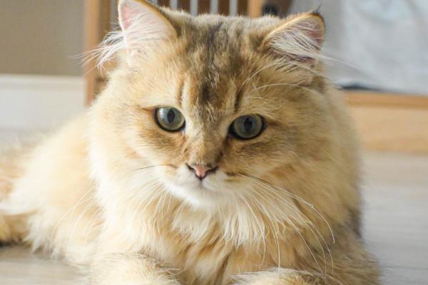猫咪的智商,相当于人类2-3岁