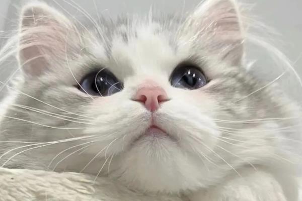 猫咪的智商,相当于人类2-3岁