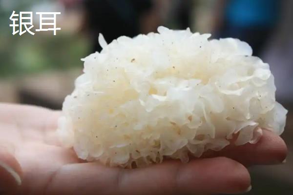 银耳泡久了还可以吃吗，通常不可吃