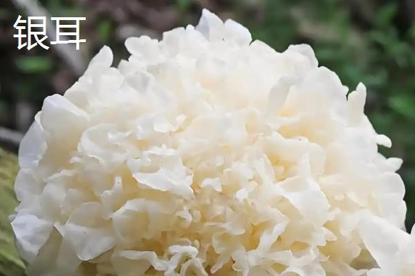 银耳泡久了还可以吃吗，通常不可吃