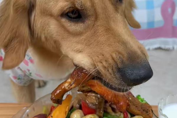 狗狗空腹就吐白沫的原因，可能是进食过少或太多