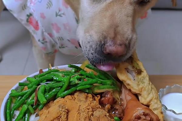 狗狗空腹就吐白沫的原因，可能是进食过少或太多