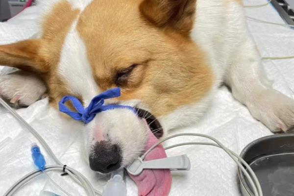 狗狗空腹就吐白沫的原因，可能是进食过少或太多