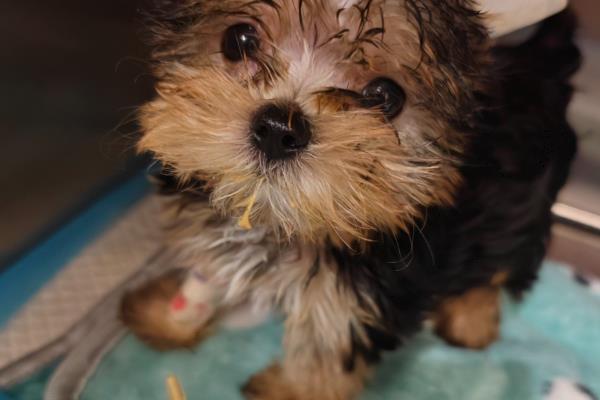 狗狗空腹就吐白沫的原因，可能是进食过少或太多